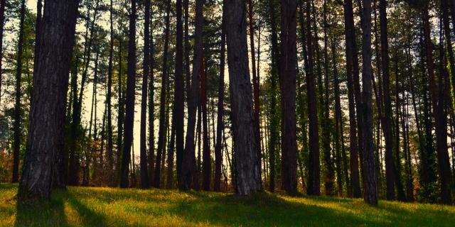 Arbres dans le Pays de Fénelon