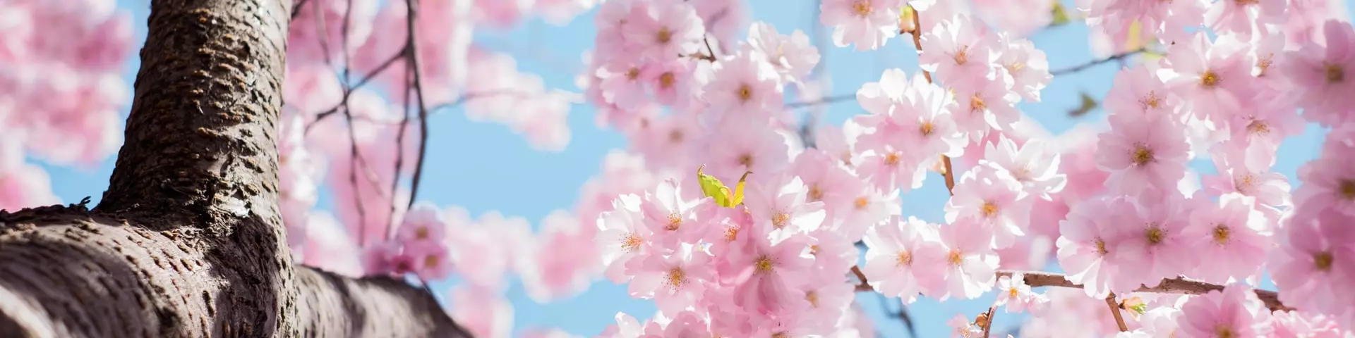 Le Printemps Illustration