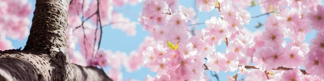 Le Printemps Illustration