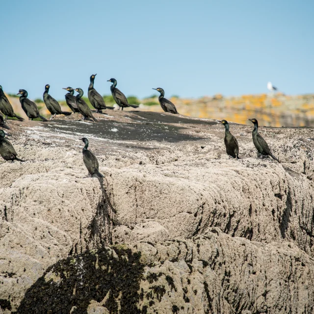 Crtb Ac4405 Derennes Yannick