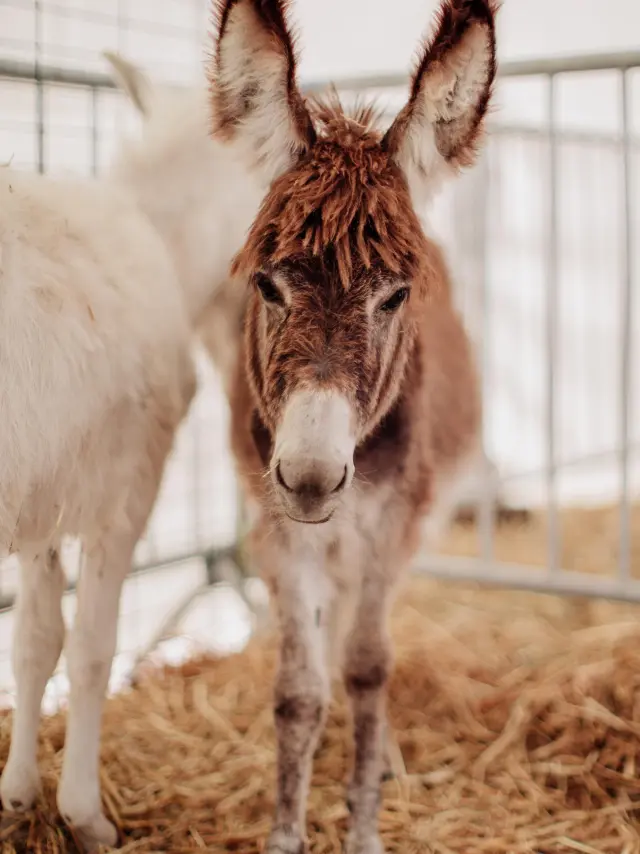 Animaux de la Ferme à la Foire Savoyarde Avaline de Val d'Isère