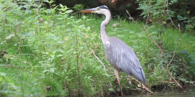 Le Mazeau faune et flore