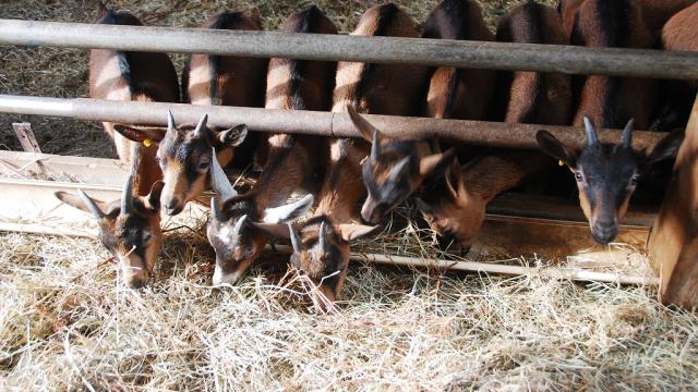 Rencontres Inattendues - Les Fromages de Perrure - Mervent - Fontenay-Vendée - 85