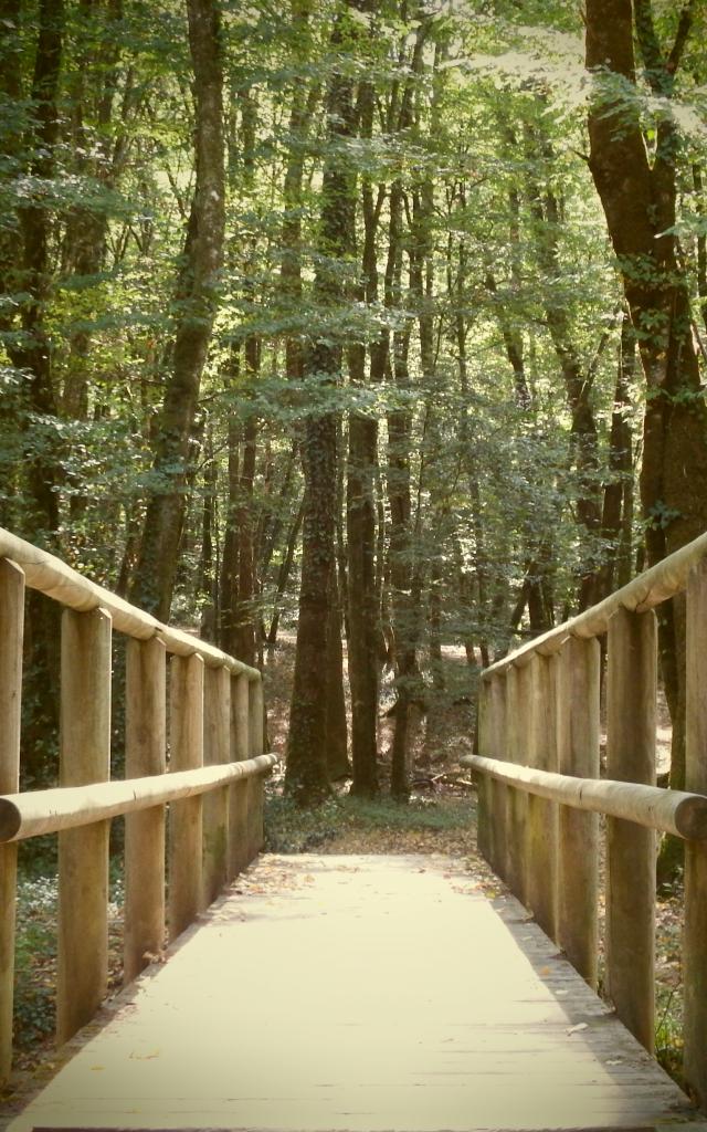Passerelle en forêt