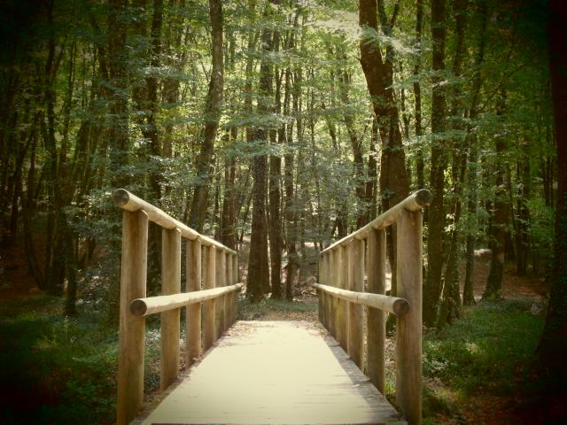 Passerelle en forêt