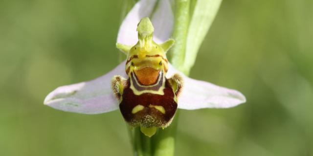 Ophris Apifera pnrmp