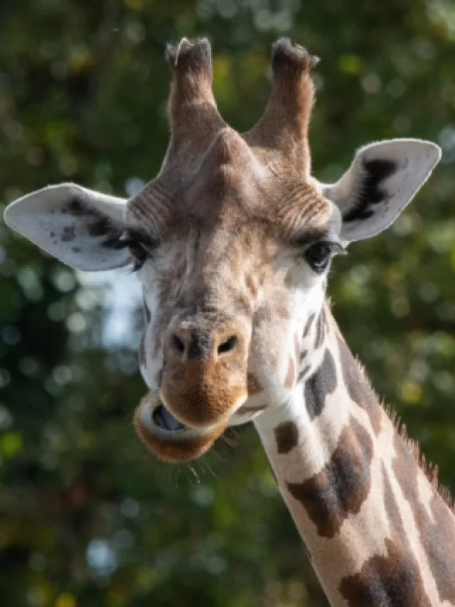Girafe Naturzoo De Mervent