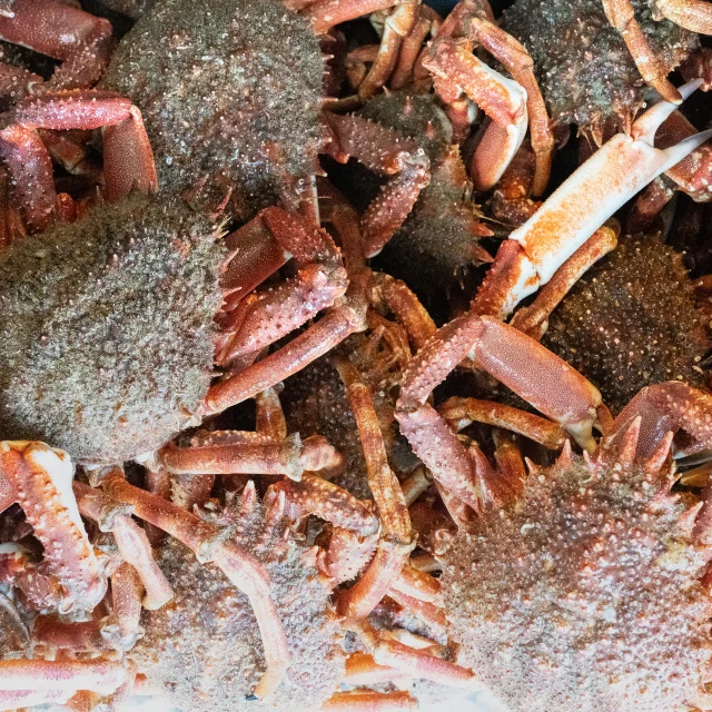 Araignee De Mer Glaz Pictures