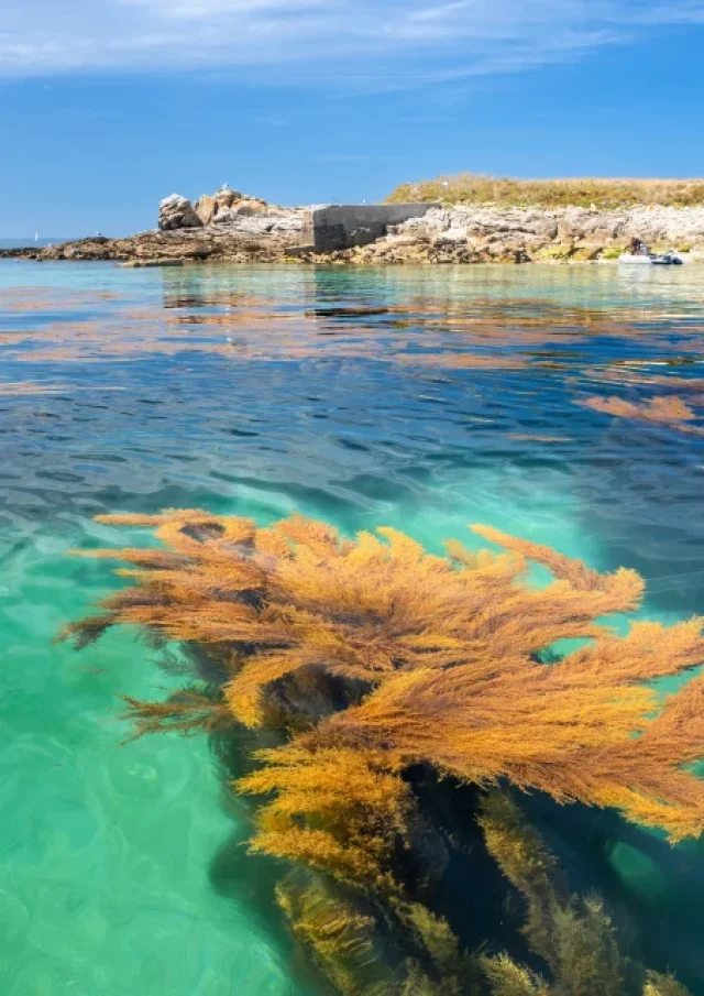 2022 0715 Bretagne Finistere Glenan Dsc01250 Mri 1 640x640 1