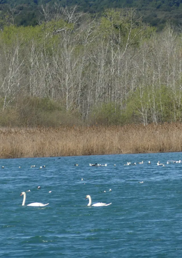 Bassin du réaltor©Daniel Gorgeon