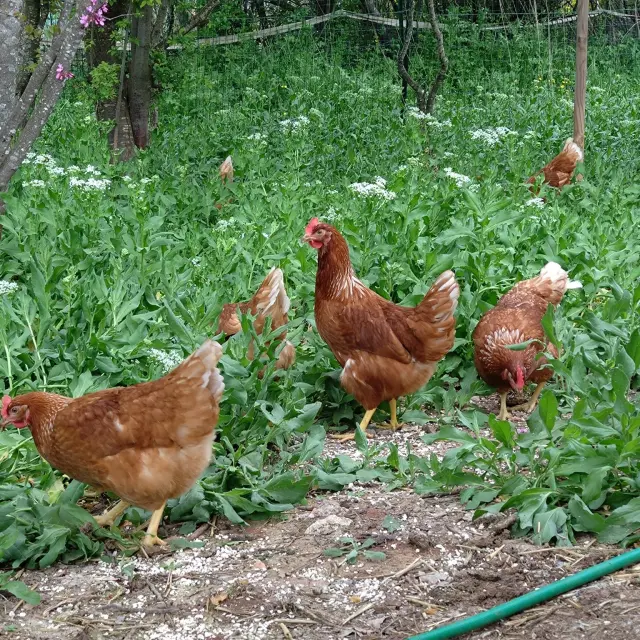 Les Poules provençales