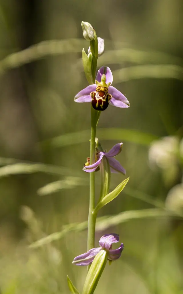 Orchidée à Ussel