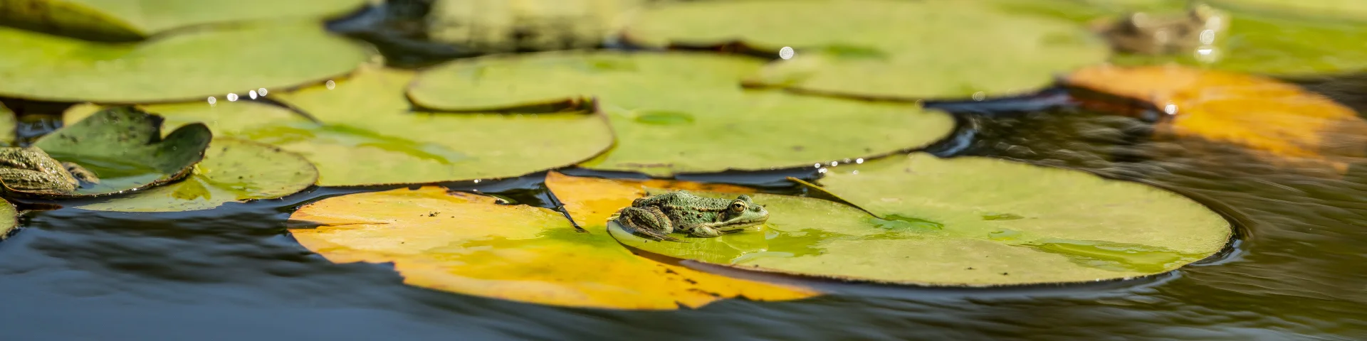 Frog in the water gardens