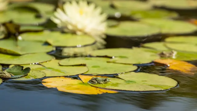 Frog in the water gardens
