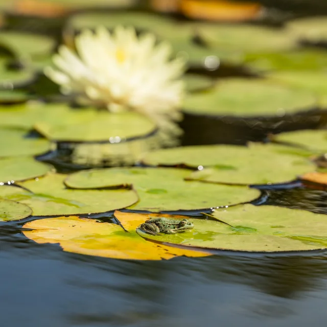 Frog in the water gardens