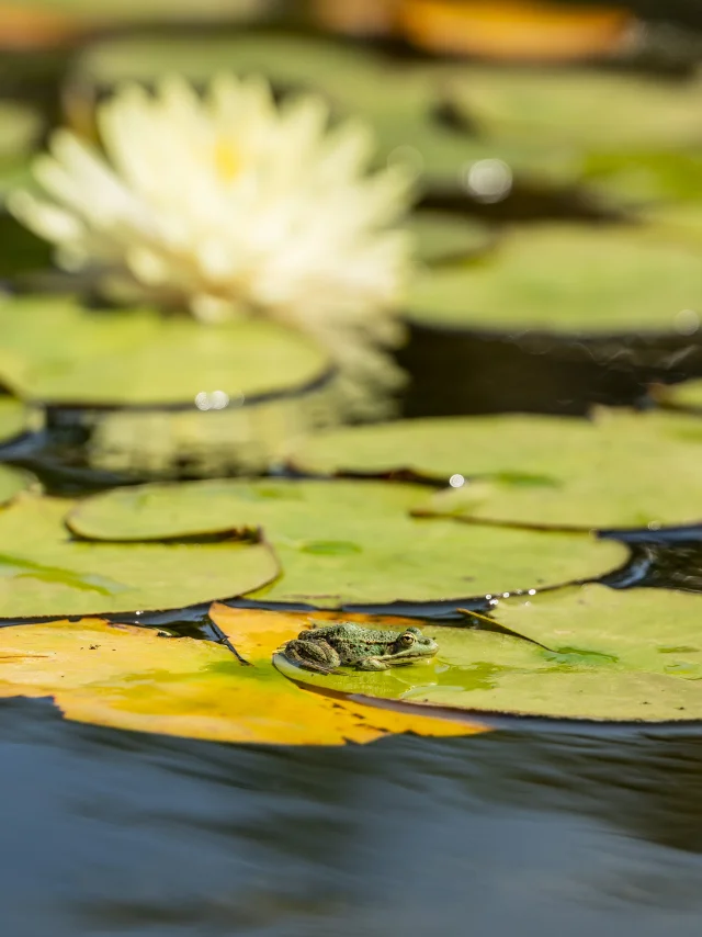 Frog in the water gardens