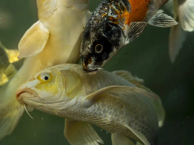 Carp in the water gardens