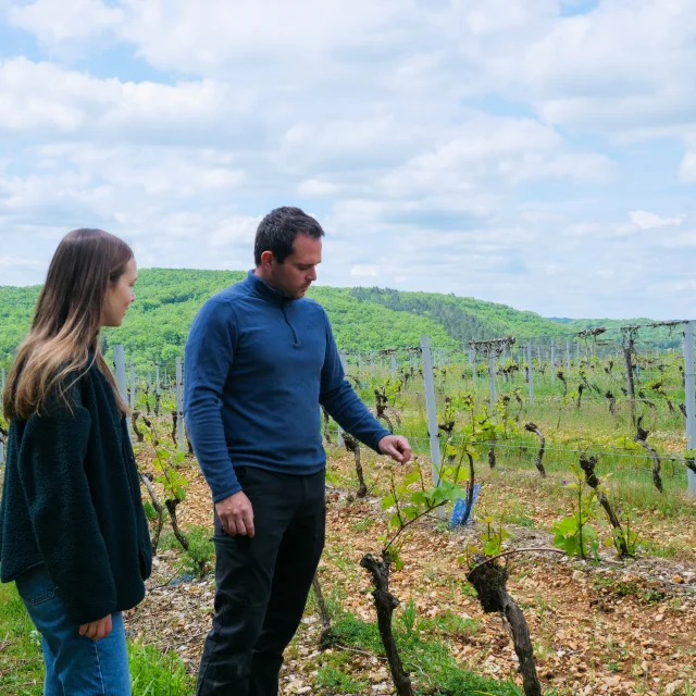 Découverte du vignoble des Claies de Maillol