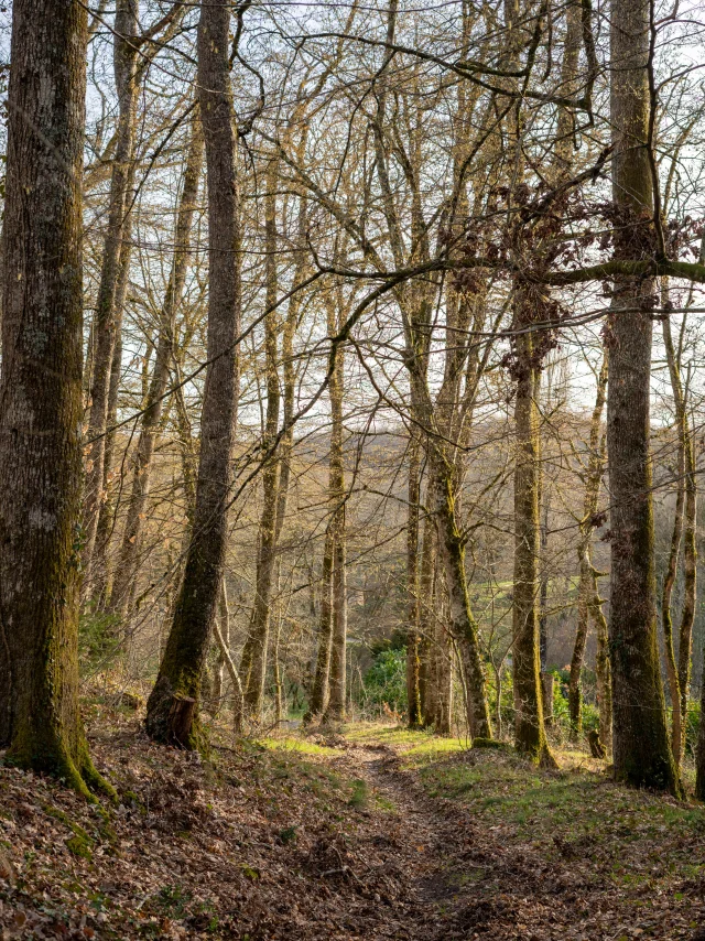 Chemin du Dégagnazes and its tall trees