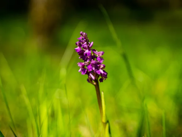 Wild orchids in the Gourdon area