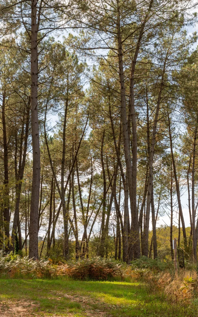 Pays De Gourdon Entre Lot Dordogne F.lacan 041024140313