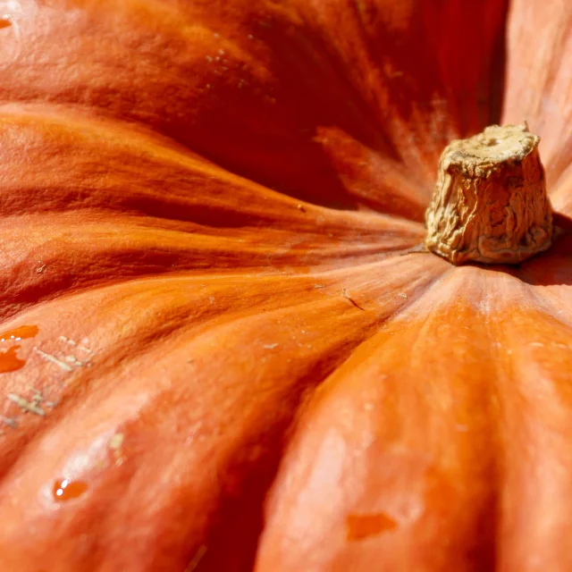 Citrouille