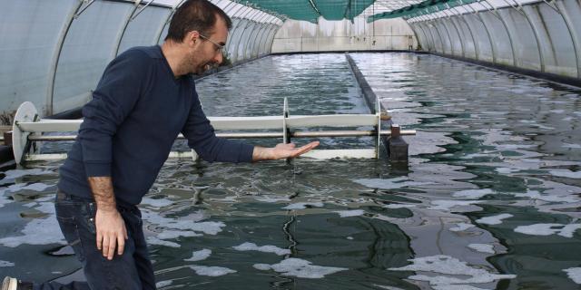 Spiruline. 4jpg