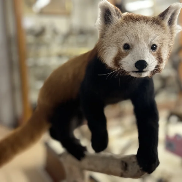 Panda roux museum d'histoire naturelle montauban