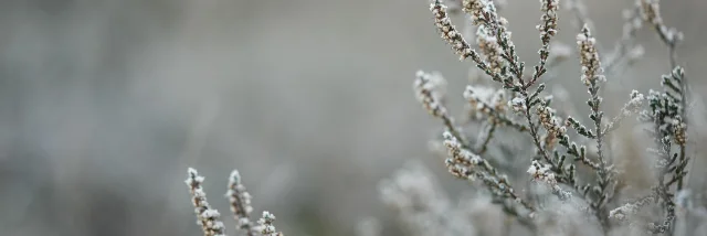 Branche @mariya Muschard Pixabay