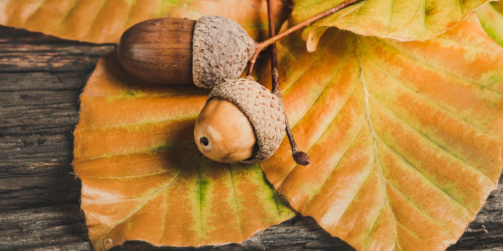 Automne@image Par Ylanite Koppens De Pixabay