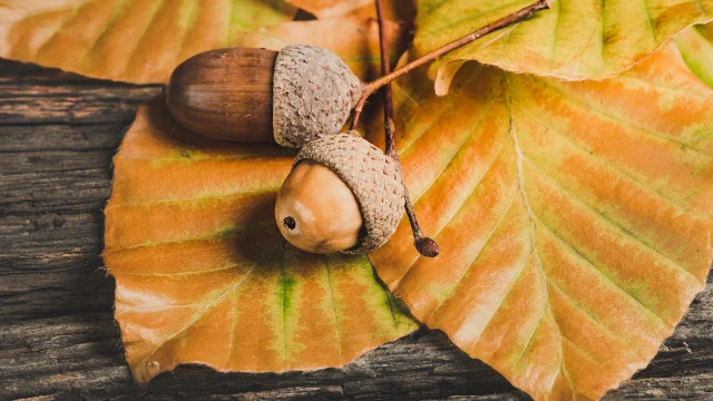 Automne@image Par Ylanite Koppens De Pixabay