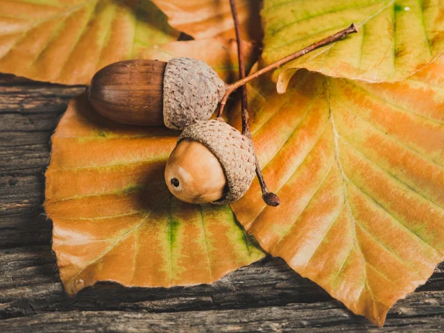 Automne@image Par Ylanite Koppens De Pixabay