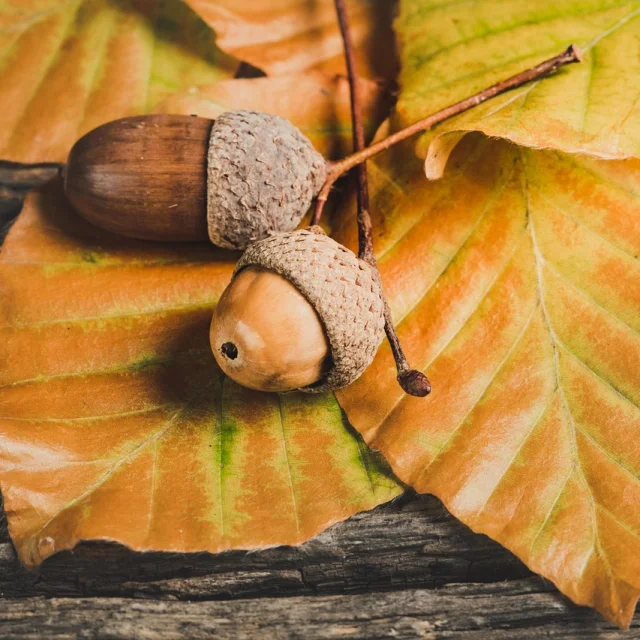 Autumn@image Por Ylanite Koppens De Pixabay