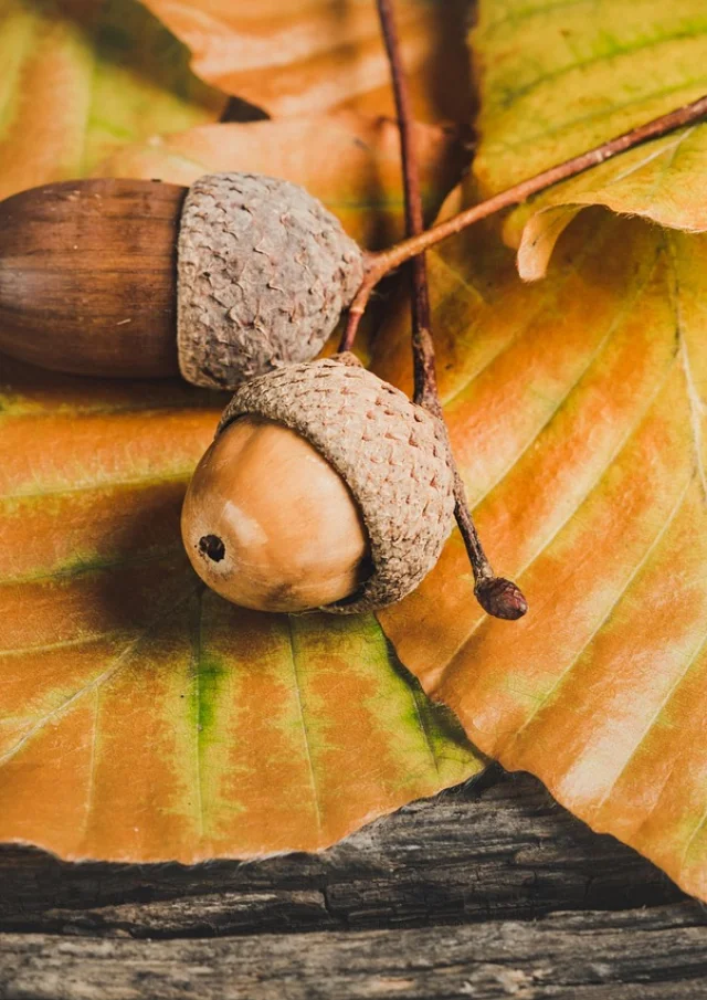 Autumn@image Por Ylanite Koppens De Pixabay