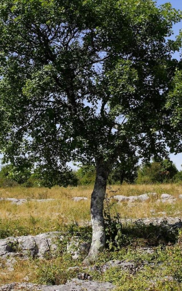 Randonnée entre amis sur les Causses du Quercy, Géoparc Mondial Unesco