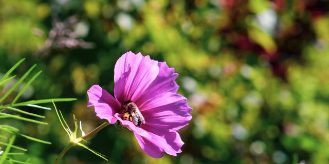 Flore du domaine de la Vinadie