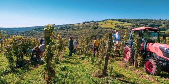 Vendanges sur les côteaux de La Vinadie