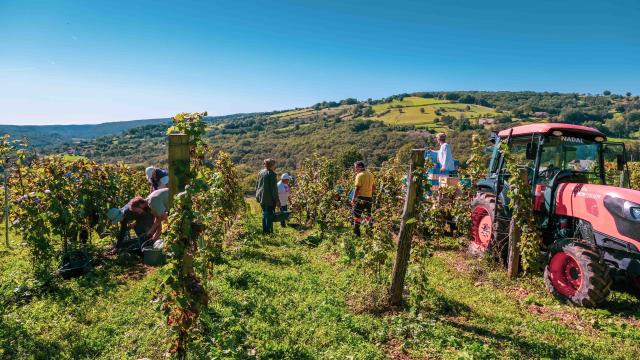 Vendanges sur les côteaux de La Vinadie