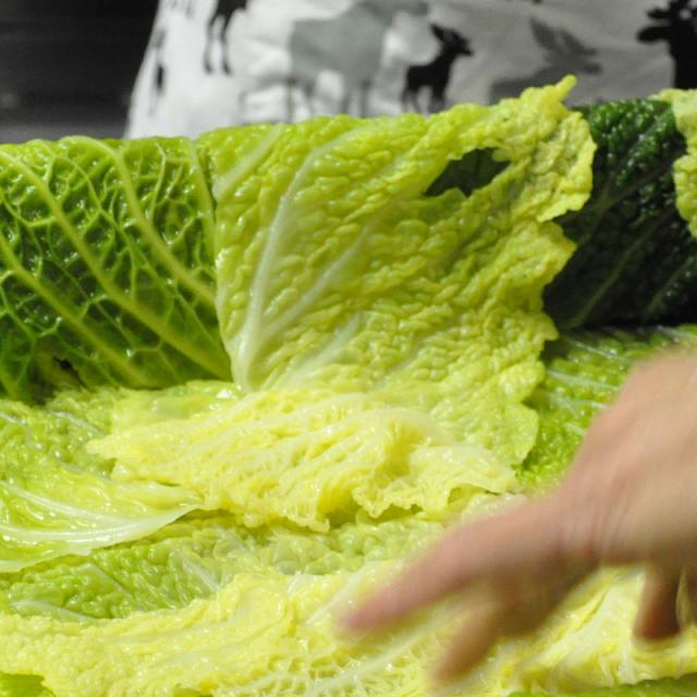 Feuilles de choux