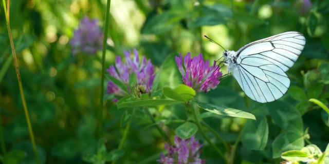 Papillon©l.berton