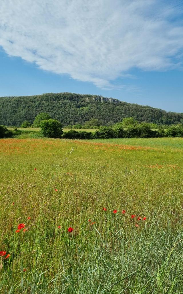 Vu que la vallée du Lot, avec un magnifique champ de coquelicots