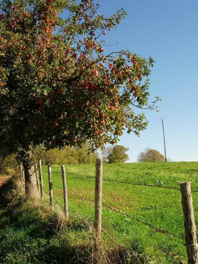 Latronquiere Pature Lot Tourisme