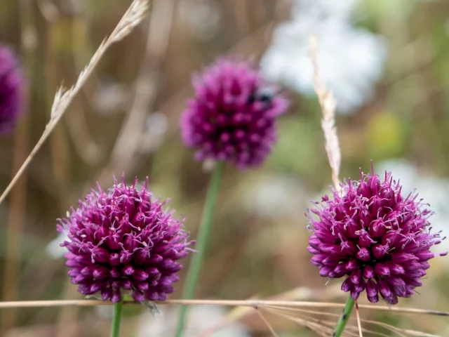 Zoom sur les fleurs sauvage des Causses du Quercy.