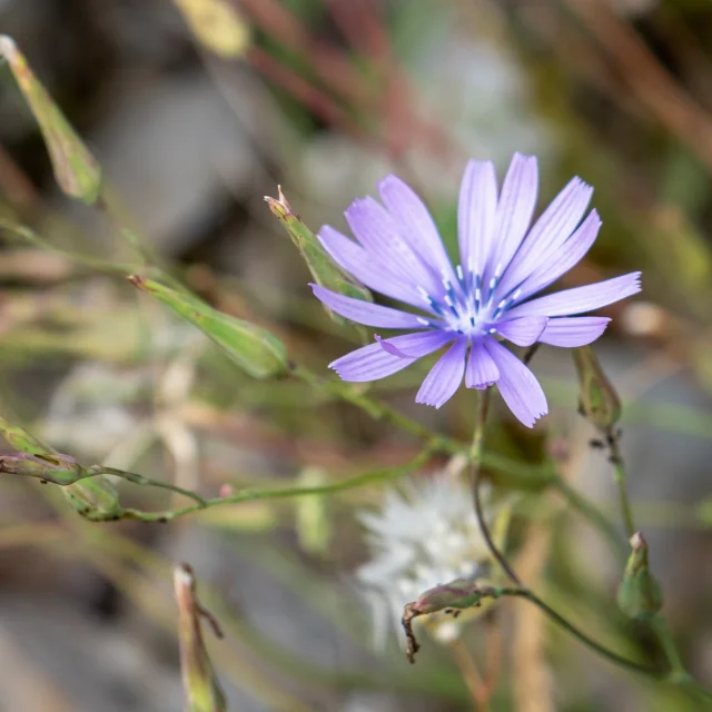 Fleur champêtre en vallée du Célé