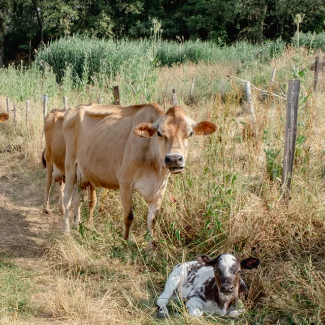 Instant calme dans le pré des vaches, aux Cabrioles de Balajou.