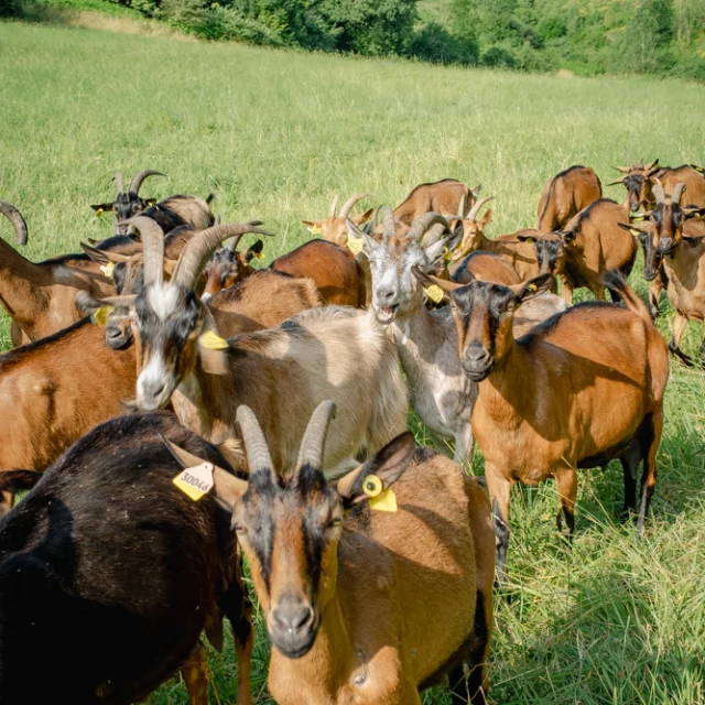 Troupeau de chèvre en pleine nature, aux Cabrioles de Balajou.