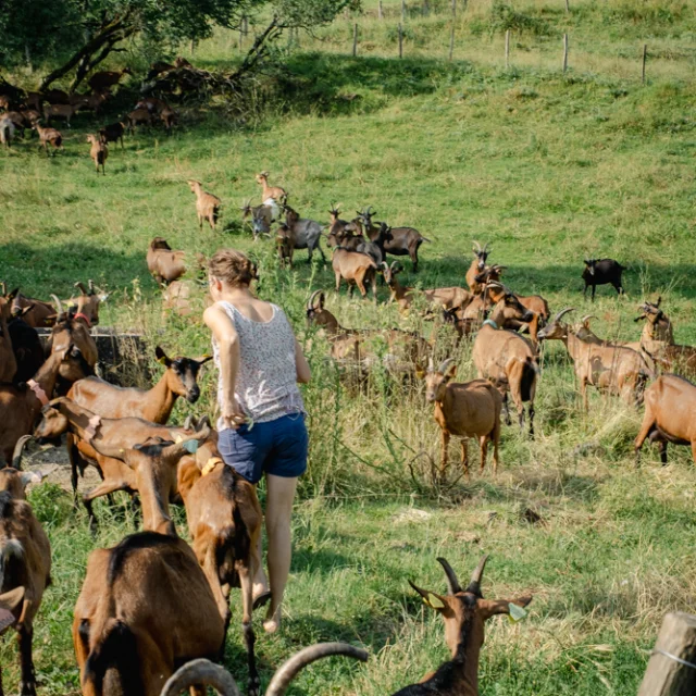 Chèvres en train de pâturer à la ferme des Cabrioles de Balajou.