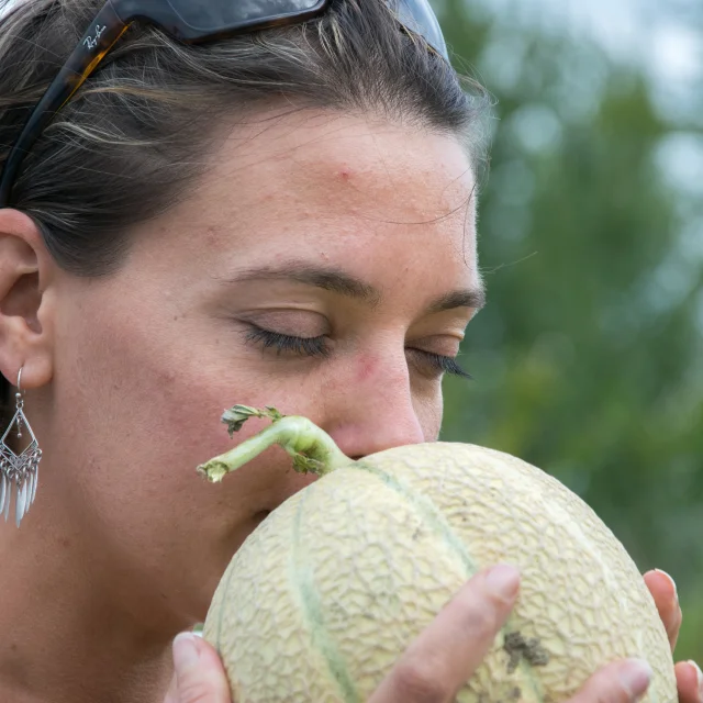 Découverte du melon du Quercy