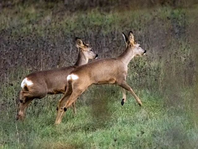 Mc28 Beduer Roe Deer 8