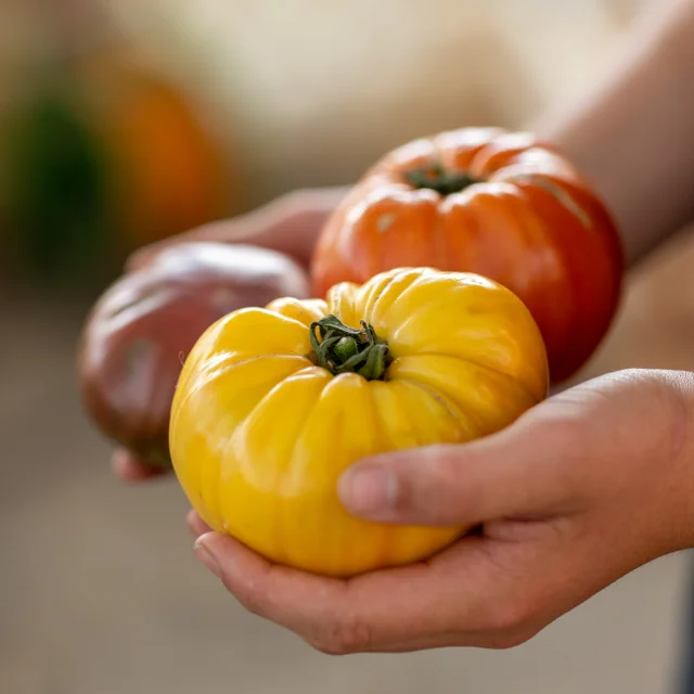 Marche De Figeac Malika Turin 2151 Web